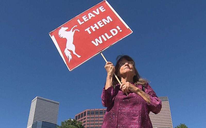 image for Wild horse advocates protest in favor of banning horse slaughter auctions in U.S.