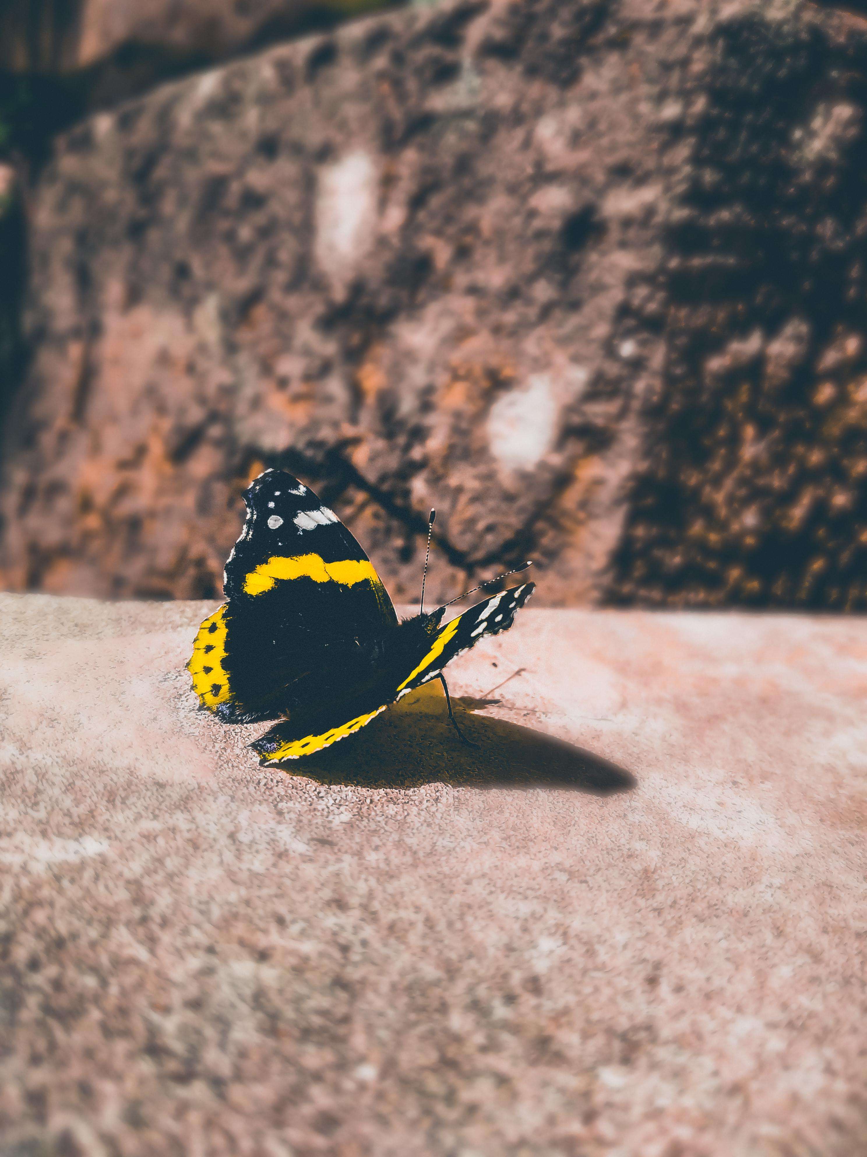 image showing ITAP of a butterfly
