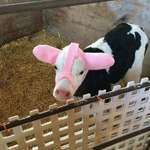 image for To stop frost bite, baby cows are knitted ear warmers