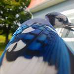 image for Blue Jays have stunning plumage (OC)