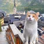 image for ITAP of a cat in Hallstatt, Austria