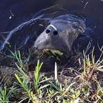 image for Hurricane Ian raised the water in our canal and this manatee is eating our grass.