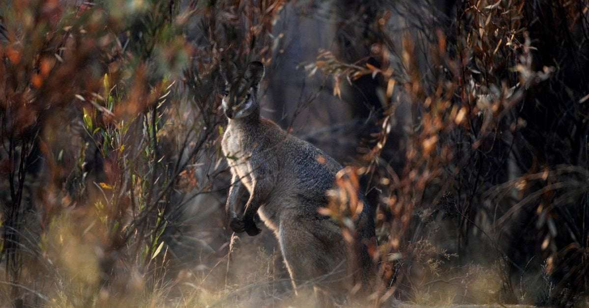 image for Australia to set aside at least 30% of its land mass to protect endangered species
