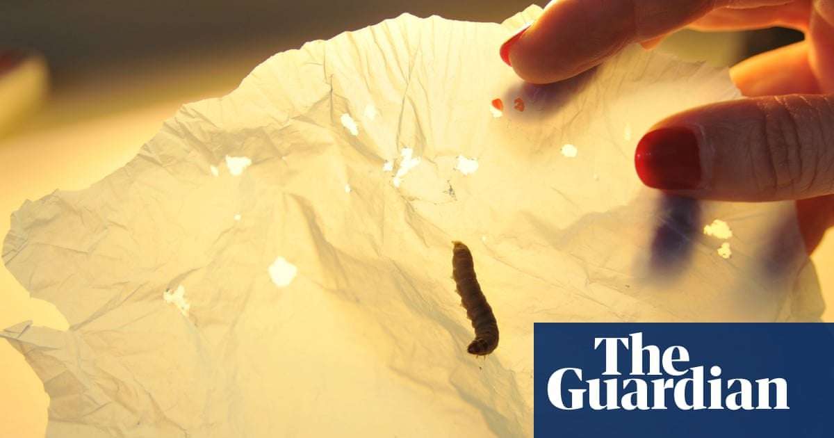 image for Wax worm saliva rapidly breaks down plastic bags, scientists discover
