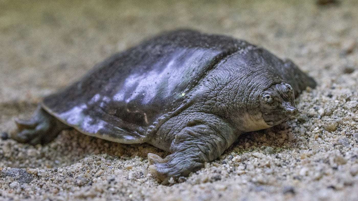 image for After years of waiting, rare turtles have bred 41 hatchlings at the San Diego Zoo