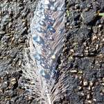 image for Feather covered in dew thought it was cool
