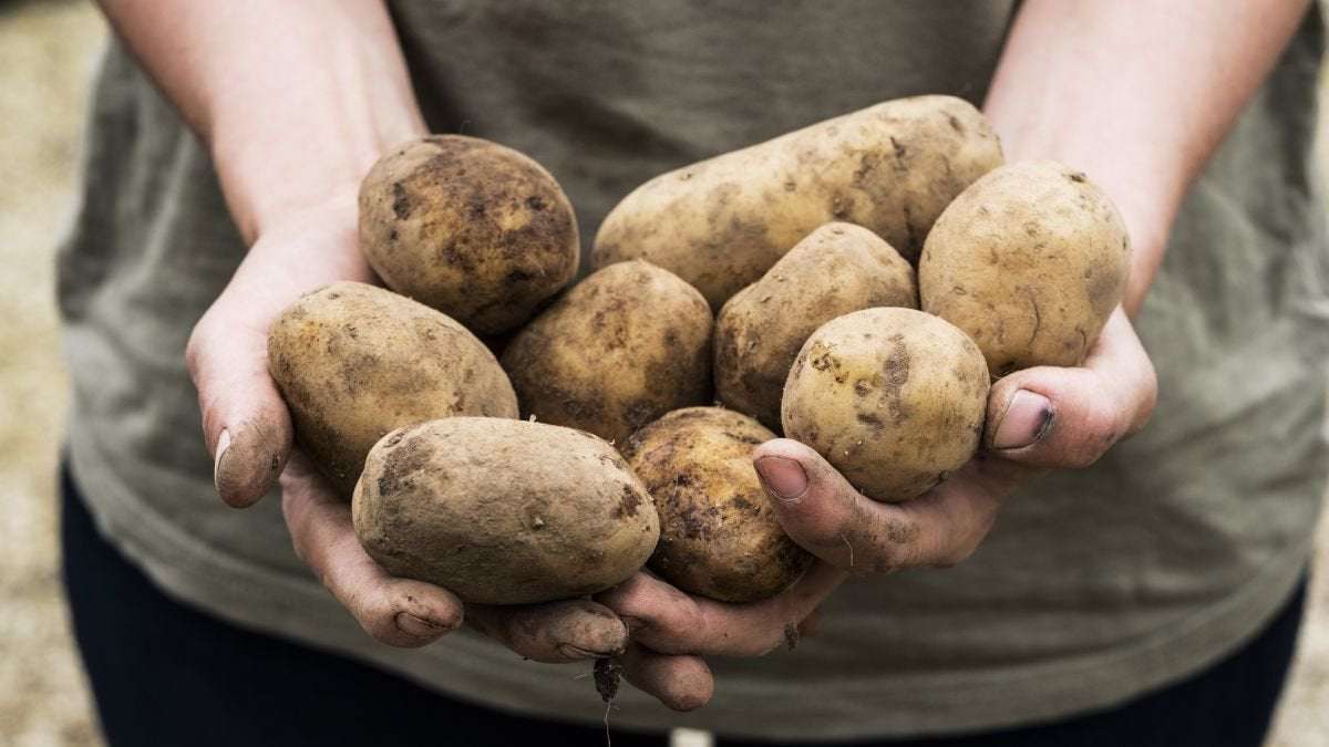 image for Antibiotic found in potato disease thwarts fungal infections