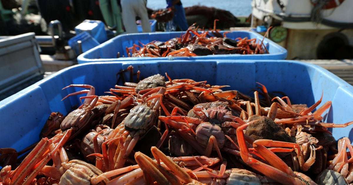 image for Alaska snow crab season canceled as officials investigate disappearance of an estimated 1 billion crabs