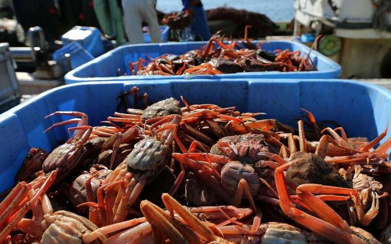 image for Alaska snow crab season canceled as officials investigate disappearance of an estimated 1 billion crabs