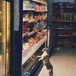 image for ITAP of a cat in a supermarket
