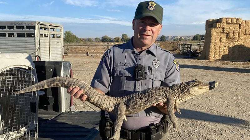 image for A dogwalker caught an alligator in rural Idaho