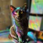 image for ITAP of my cat basking in a rainbow