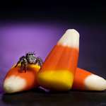 image for ITAP of a jumping spider with candy corn