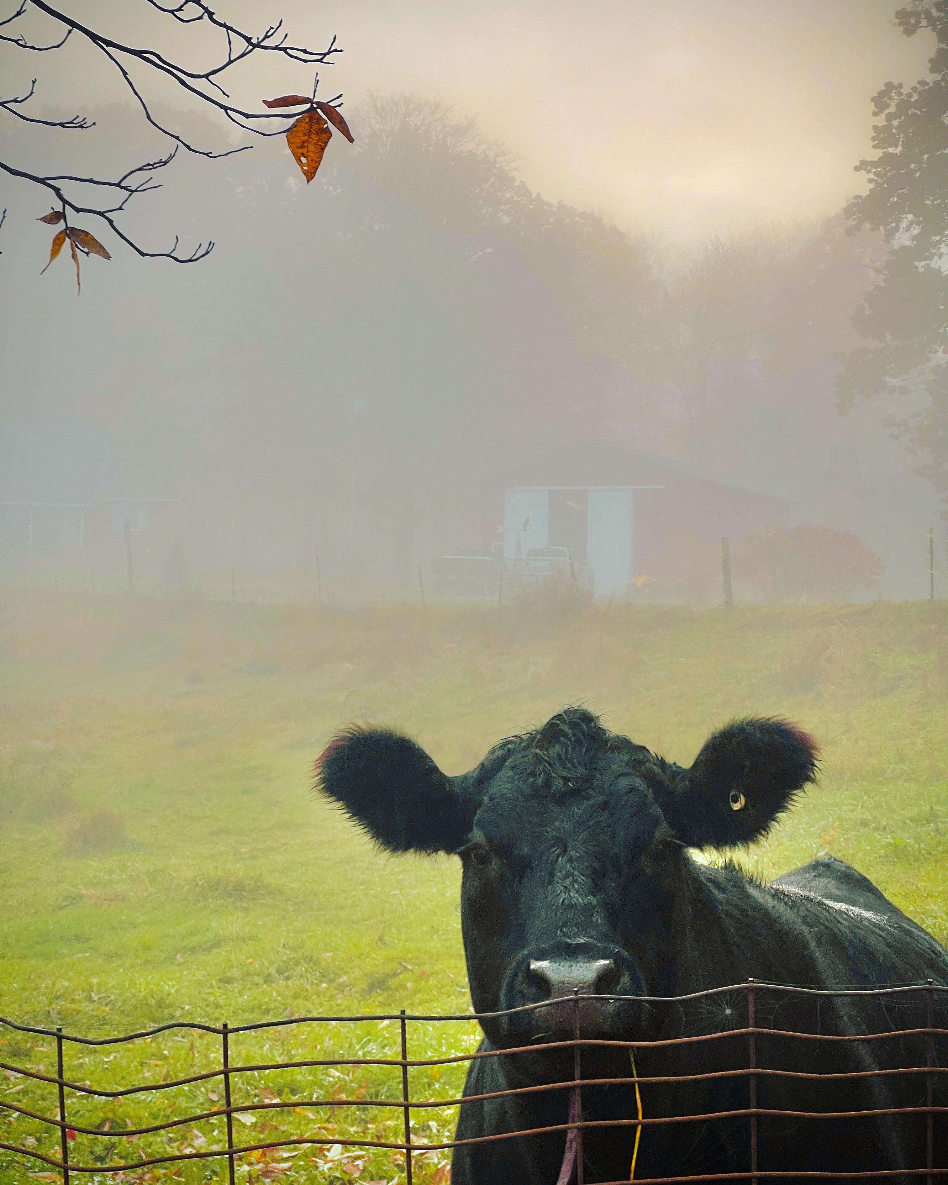 image showing ITAP of a cow in western Massachusetts.