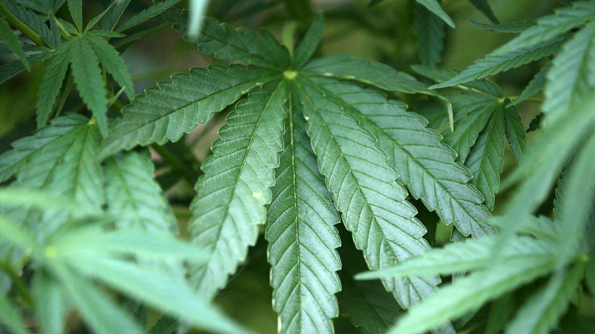 image for Cannabis-Legalisierung: Bundeskabinett beschließt Eckpunkte