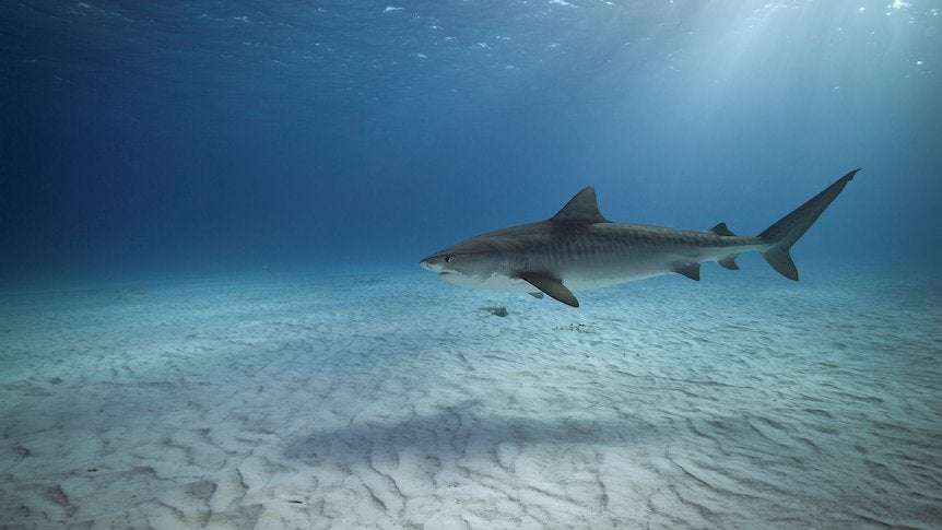 image for Tiger sharks with cameras on their backs map 'world's biggest' seagrass meadow in Bahamas