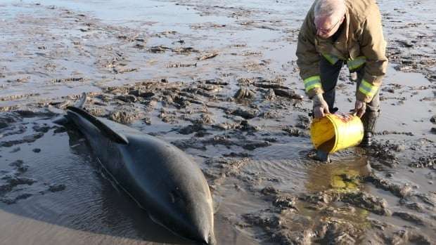 image for A pod of dolphins got stuck in the mud at low tide — here's how a N.S. community saved them
