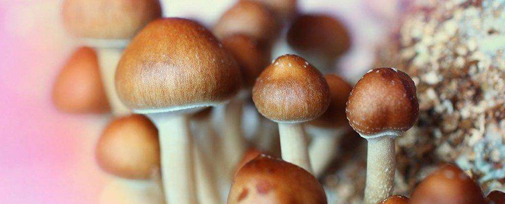 image for Colorado Voters Legalize Magic Mushrooms and Other Hallucinogenics