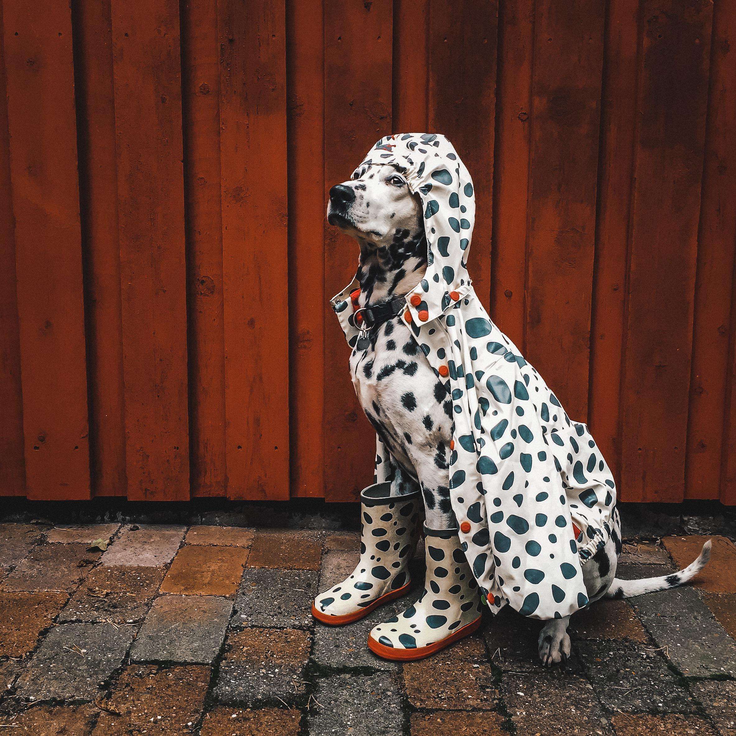 image showing ITAP of my dog and her camo suit
