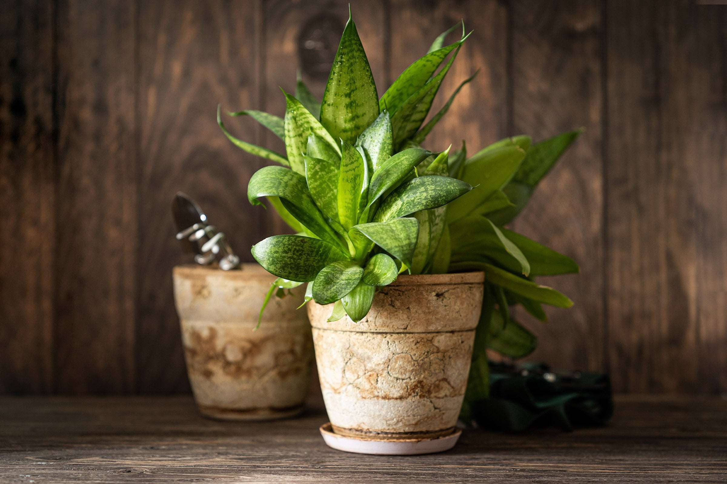 image for New genetically engineered houseplant cleans air as efficiently as 30 air purifiers