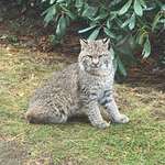 image for Bobcat that was in my yard this morning