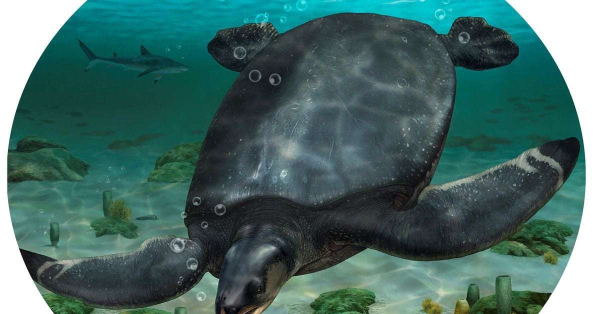 image for Fossils of car-sized dinosaur-era sea turtle unearthed in Spain
