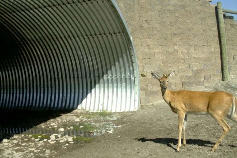 image for Video: Wildlife crossings built with tribal knowledge drastically reduce collisions