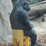 image for [OC] Gorilla in a kid’s chair.