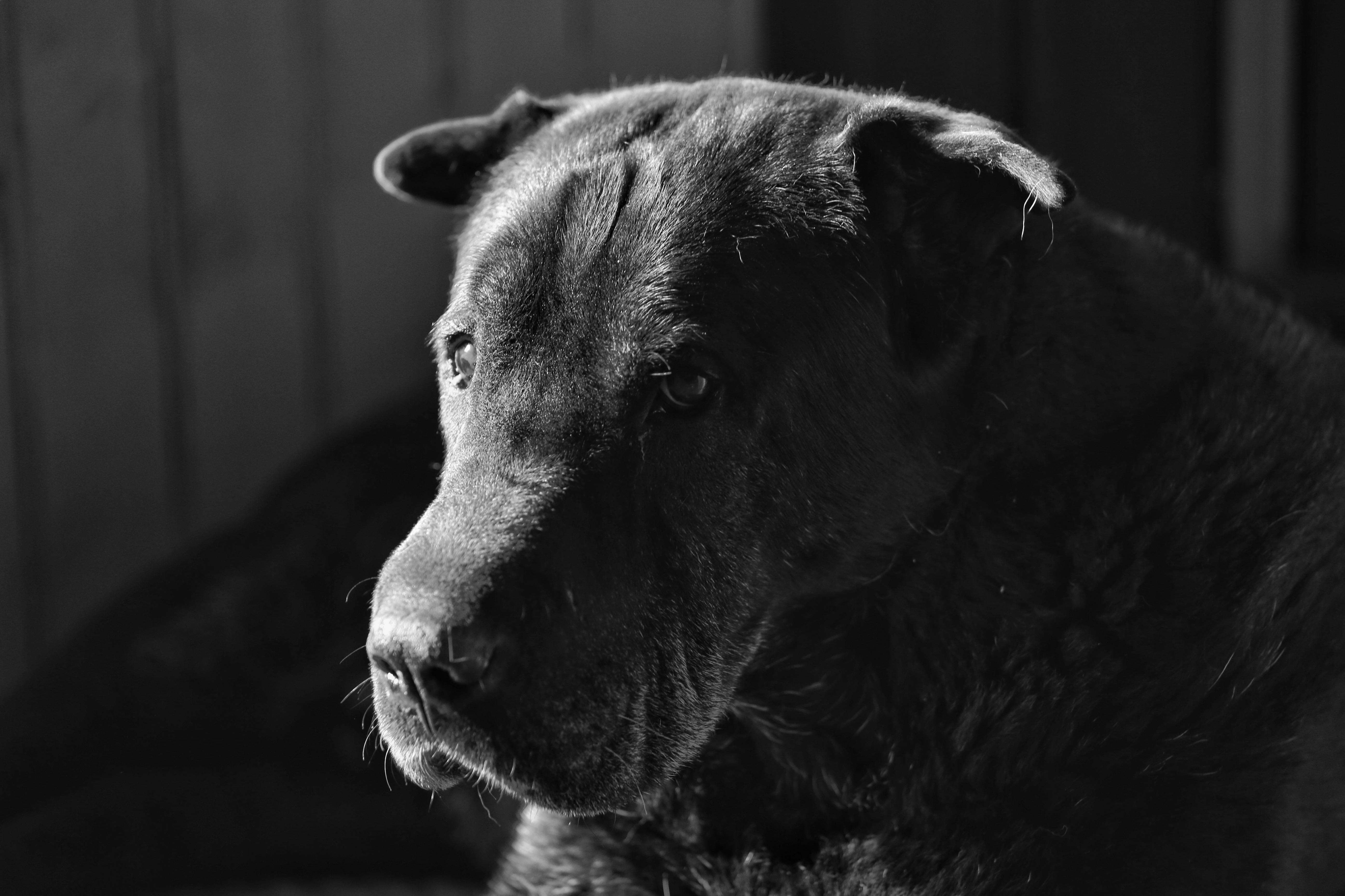 image showing ITAP of my old dog George