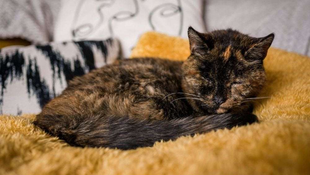 image for Flossie, 26, officially crowned world’s oldest living cat by Guinness World Records