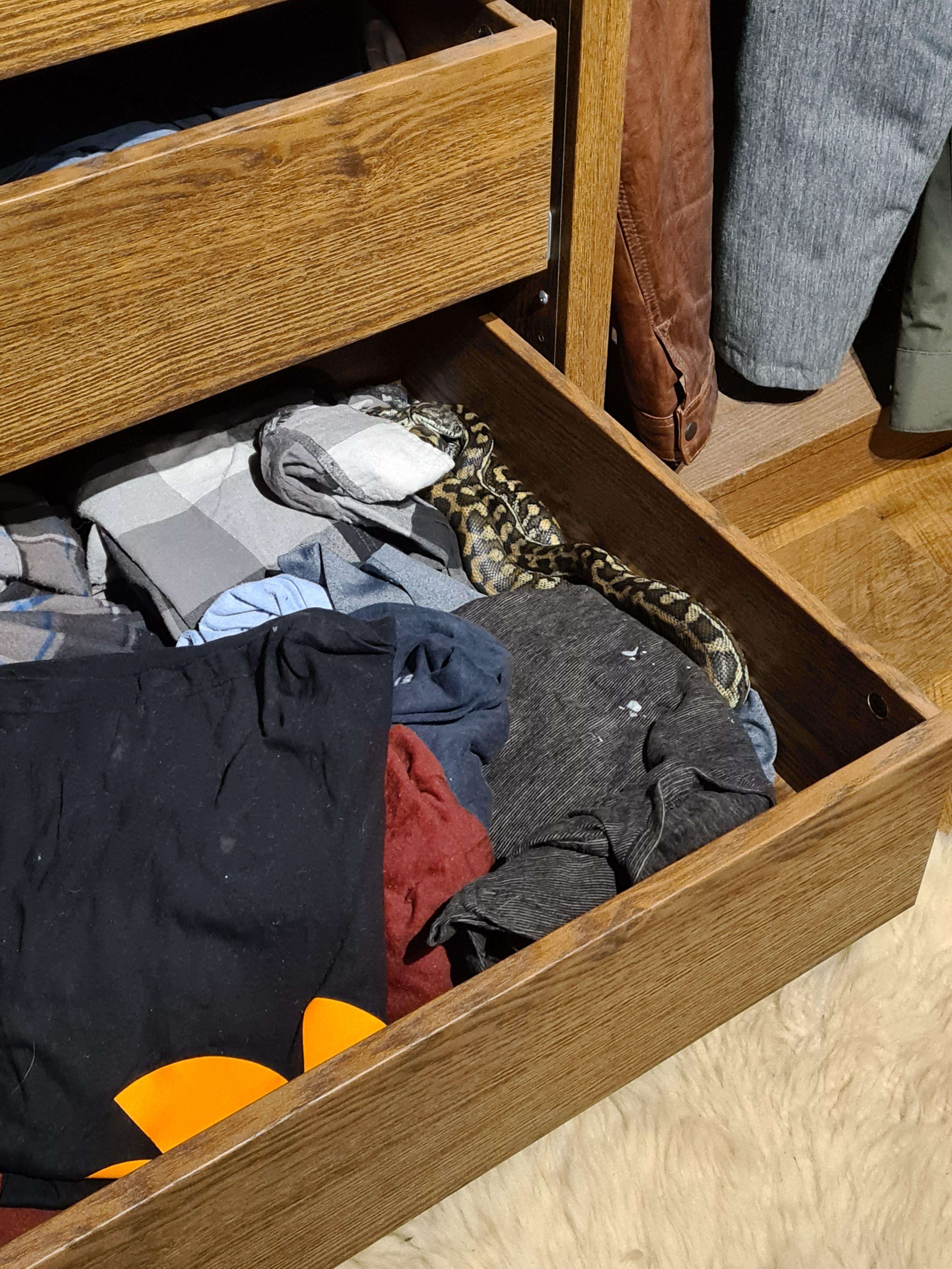 image showing Woke up to a snake in my drawer (Australia)