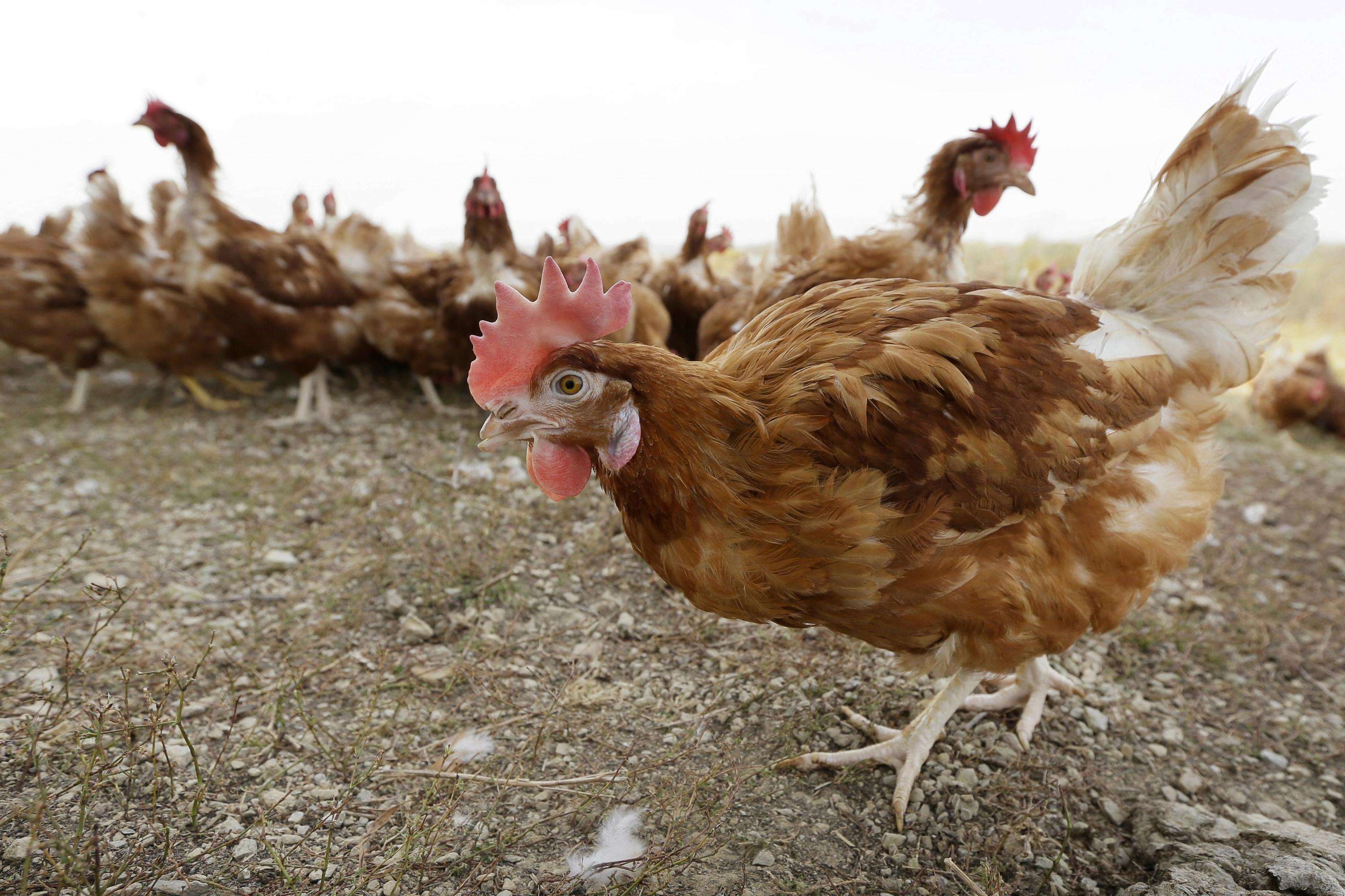 image for Bird flu prompts slaughter of 1.8M chickens in Nebraska