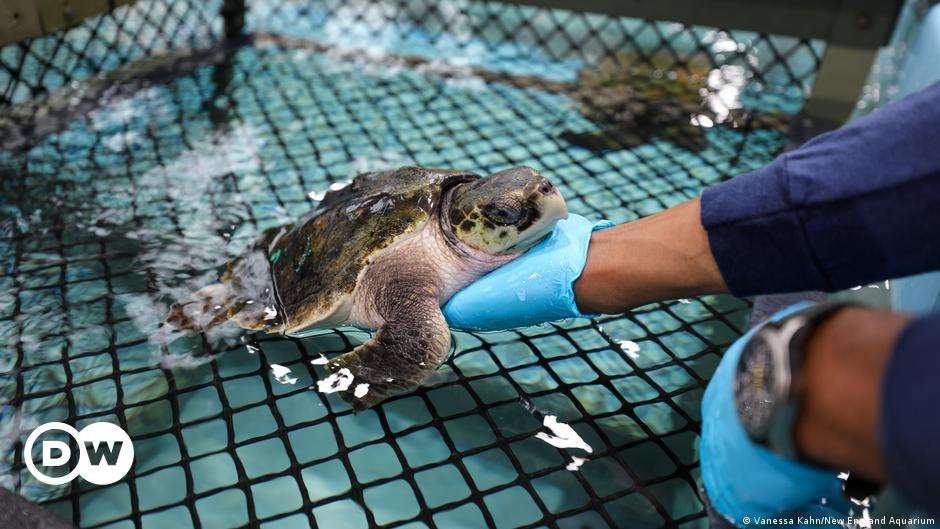 image for US aquarium saves 150 sea turtles from the cold – DW – 11