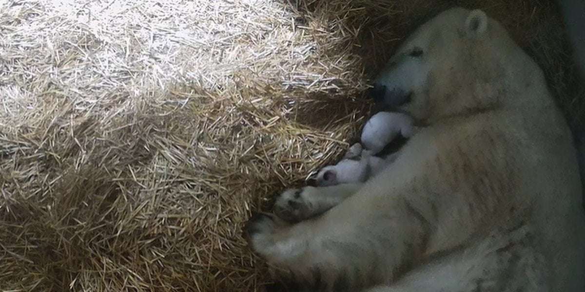 image for Toledo Zoo welcomes twin polar bear cubs