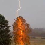 image for The moment when lightning strikes a tree is captured in unprecedented detail.