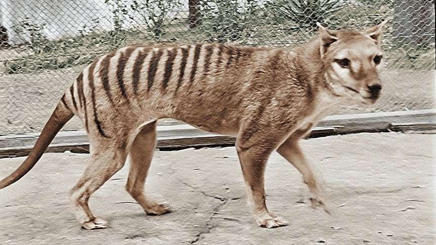 image for Lost remains of last-known Tasmanian tiger found at museum, solving 'zoological mystery'