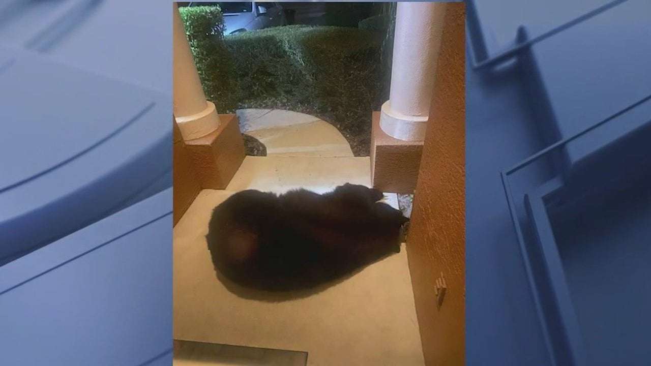 image for Huge bear caught sleeping on front porch of Florida home