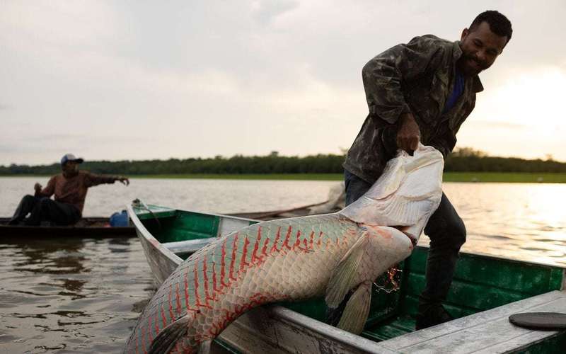 image for Rare good news from the Amazon: Gigantic fish are thriving again