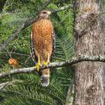 image for A falcon I saw on my walk today