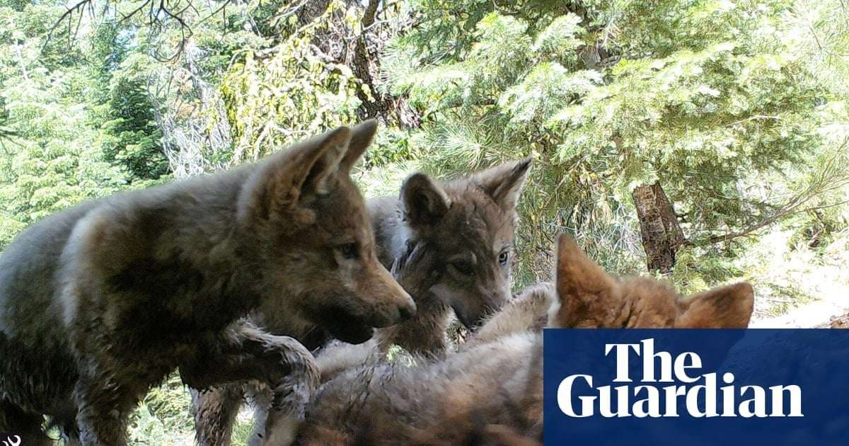 image for ‘A remarkable sign’: flurry of wolf births offers hope for California comeback