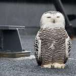 image for An owl landed on our icebreaker