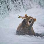 image for Salmon slapping bear, winner of 2022 Comedy Wildlife Photography Awards by John Chaney