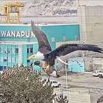 image for American Eagle captures Canadian Goose. Security camera, Wanapum Dam, Washington. 12/15/2022.