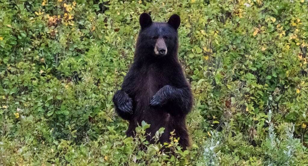 image for A Relocated Bear Walked 1,000 Miles Back to Its Favorite Campsite
