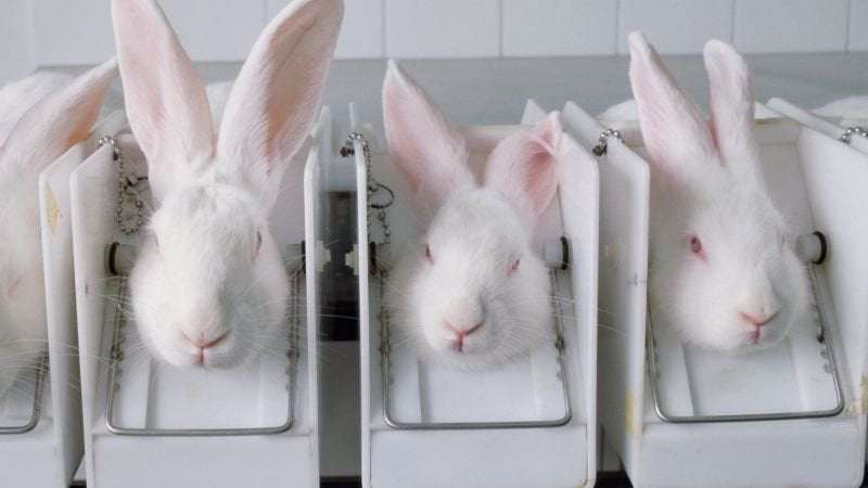 image for 10 states have now banned the sale of cosmetics tested on animals