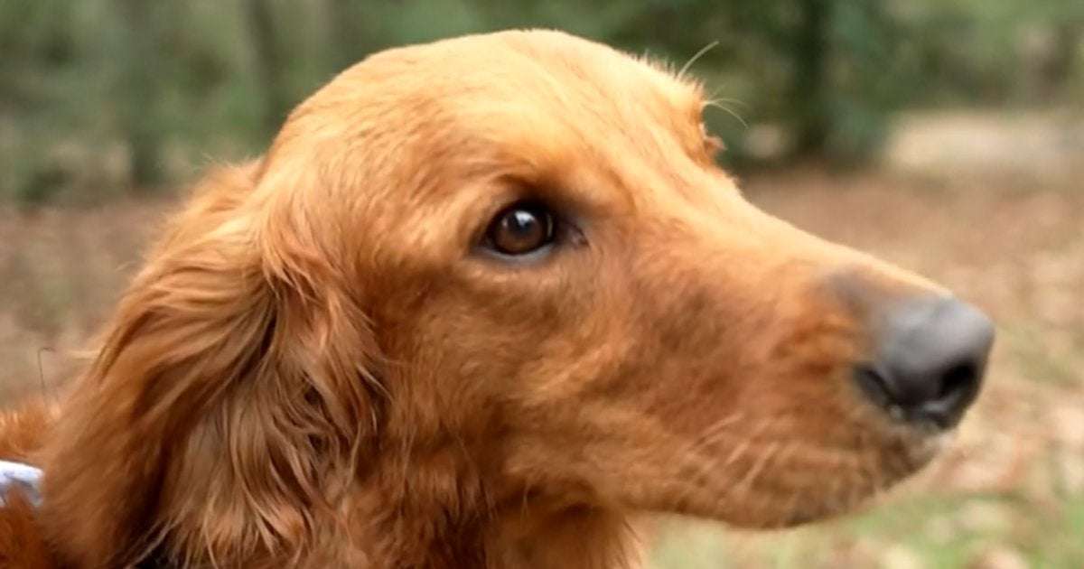 image for Dog protects young girls for hours after getting lost in woods