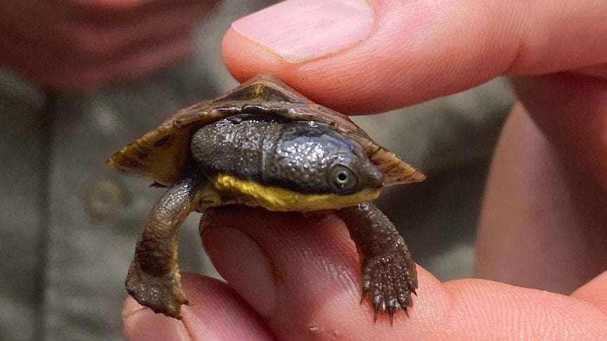 image for Endangered Manning River turtle hatchlings spotted in NSW after four years of surveying
