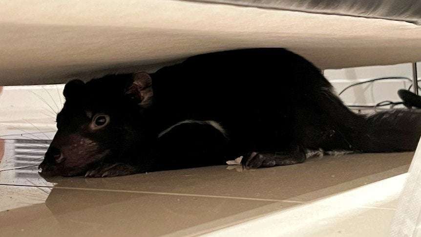 image for Tasmanian devil found under couch in Hobart home, after being mistaken for dog's plush toy
