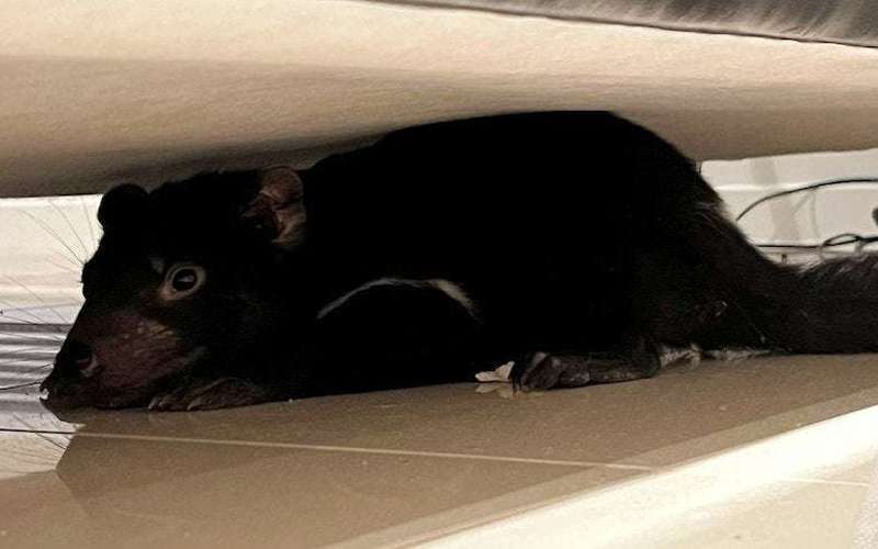image for Tasmanian devil found under couch in Hobart home, after being mistaken for dog's plush toy