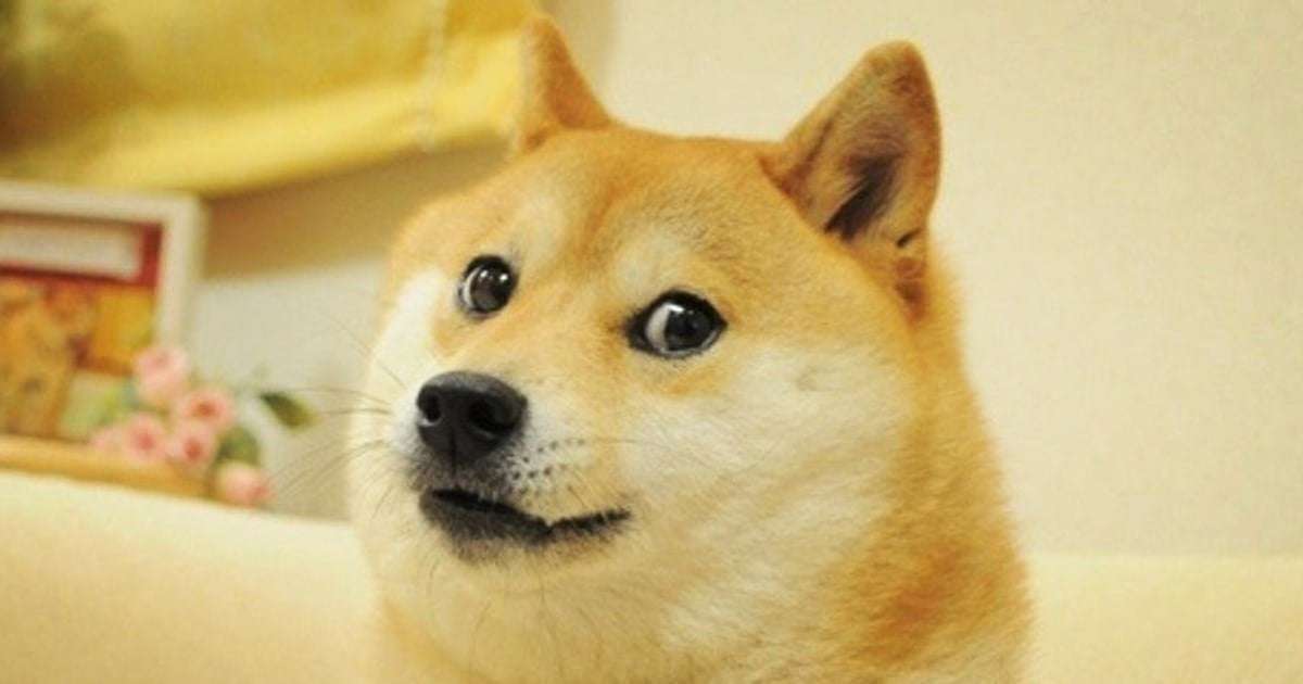 image for Shiba inu behind ‘Doge’ meme diagnosed with leukemia and liver disease, owner says